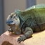 Iguana's zoo logo