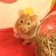 JustAnotherHamsterMod logo