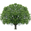 Sky Forest-Language Support Package logo