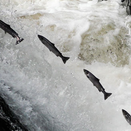 You Cannot Swim Up Waterfalls project image