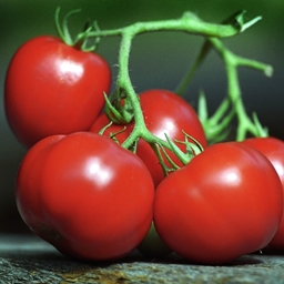 Tomatoland IV