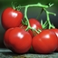 Tomatoland IV logo