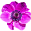 Botanical: Garden of Glass logo