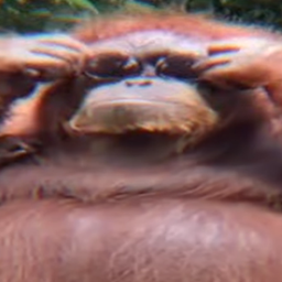 Memes Pack 2021 logo