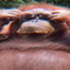 Memes Pack 2021 logo