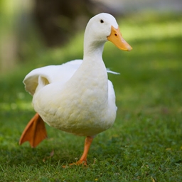 Duck SMP