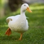 Duck SMP logo