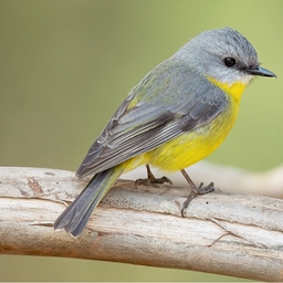 Odyssey bird project image