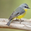 Odyssey bird logo