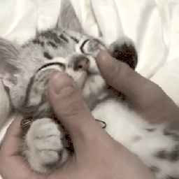 Cat Enjoyers