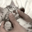 Cat Enjoyers logo