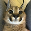 Floppa (Caracal) logo