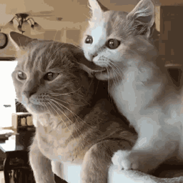 Feline Enthusiasts project image