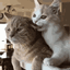 Feline Enthusiasts logo