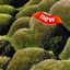 Buttmoss Ultimate logo