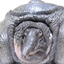 Tutel logo