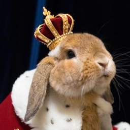 bunnysmp