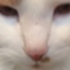 Orangecat Modpack logo