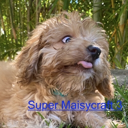 Super Maisycraft 3 logo