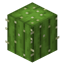 Cactus Tools logo