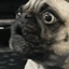 Puguatic's Hardcore Pack logo