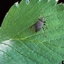 WeevilCraft logo