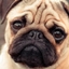 Pug v Fart battle of nations logo