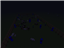 Wierd Mob Pack logo