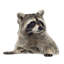 Trashpanda's (lite) Modpack logo