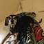 SpaceDAWG logo