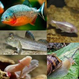 Piranhas and more logo