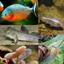 Piranhas and more logo