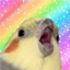 Birb Pack 2 logo
