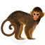 JPR Survival logo