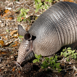 Armadillo 4 logo