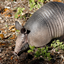 Armadillo 4 logo
