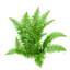 NewLeaf. logo