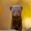 A Mongoose Server Pack logo