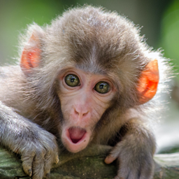 Naughty Monkeys logo