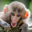 Naughty Monkeys logo