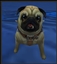 Pug Muzzle logo
