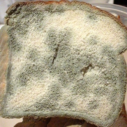 moldy bread multiplayer - 0024