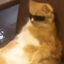 WatchCat Go Beer logo