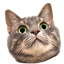 WOC Pack 2 logo