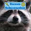 Racoon Reincarnation logo