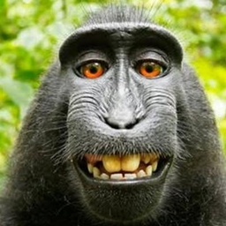 The Chimp Zone Official Pack (Curseforge Edition) logo
