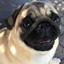 Pug Craft logo