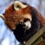 Thy Disappointed Panda logo