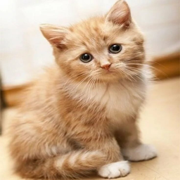 Cat Magic Braslets project image