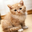 Cat Magic Braslets logo